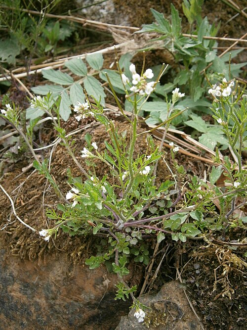 Woodland bittercress: Cardamine flexuosa