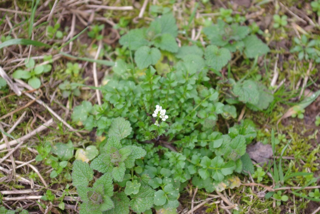 Woodland bittercress (Cardamine flexuosa)