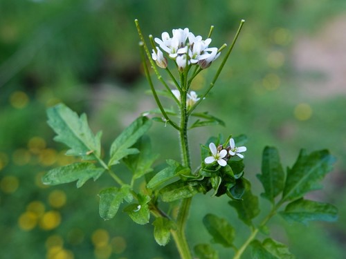 Woodland bittercress (Cardamine flexuosa)