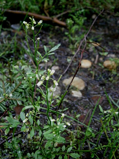 Woodland bittercress: Cardamine flexuosa
