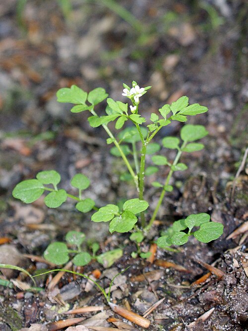 Woodland bittercress: Cardamine flexuosa from Beech Forest near szczecin, NW Poland