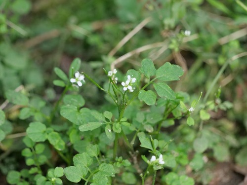 Woodland bittercress (Cardamine flexuosa)