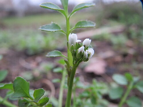 Hairy bittercress: Behaartes Schaumkraut ( Cardamine hirsuta ) in Hockenheim