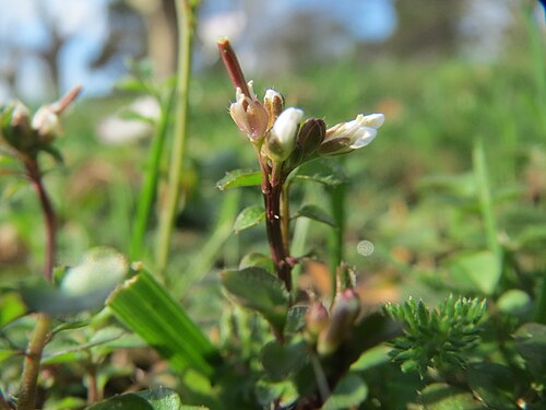 Hairy bittercress: Behaartes Schaumkraut ( Cardamine hirsuta ) am Staden in Saarbrücken