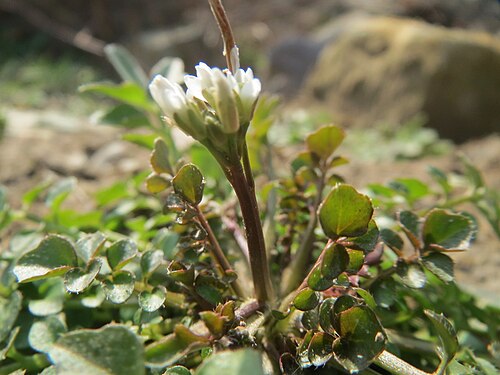 Hairy bittercress: Behaartes Schaumkraut ( Cardamine hirsuta ) am Osthafen Saarbrücken