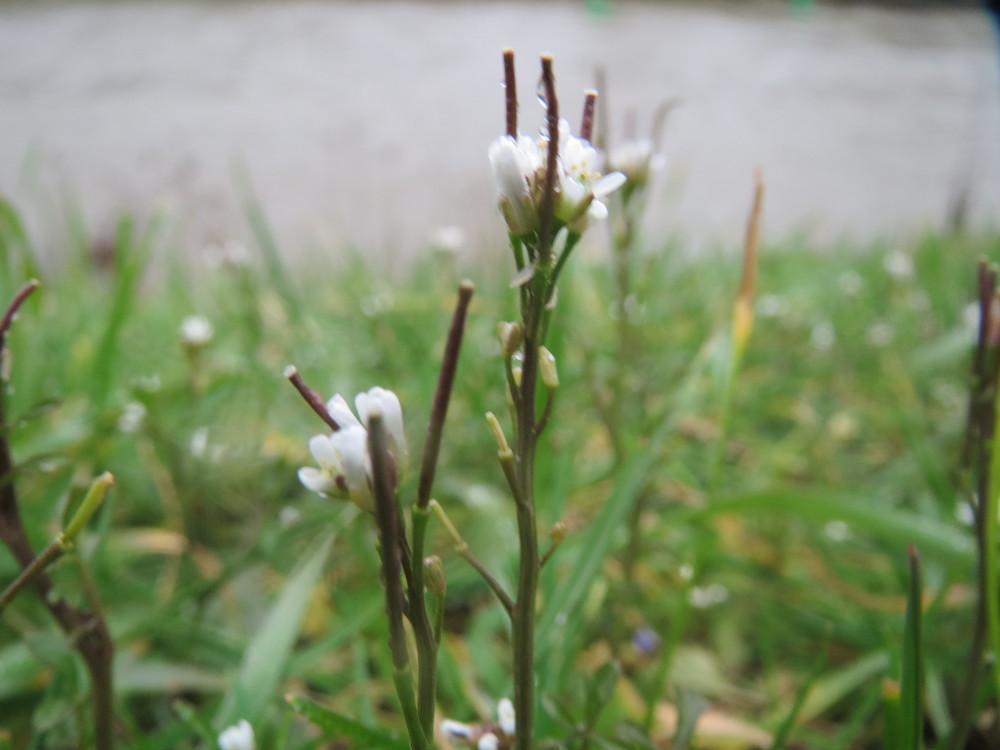 Hairy bittercress: Behaartes Schaumkraut ( Cardamine hirsuta ) in der Saaraue Güdingen