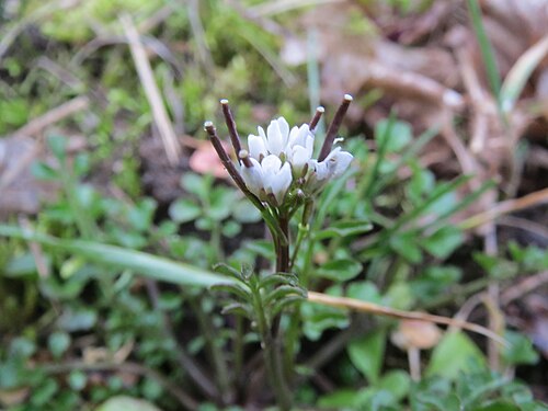 Hairy bittercress: Behaartes Schaumkraut ( Cardamine hirsuta ) in Saarbrücken
