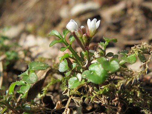 Hairy bittercress: Behaartes Schaumkraut ( Cardamine hirsuta ) im Bürgerpark Saarbrücken