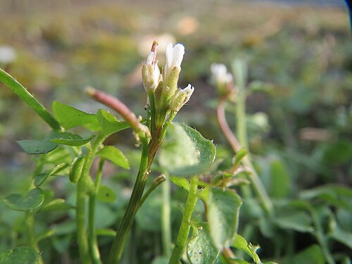 Hairy bittercress: Behaartes Schaumkraut ( Cardamine hirsuta ) bei Reilingen