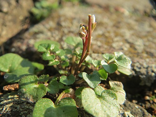 Hairy bittercress: Behaartes Schaumkraut ( Cardamine hirsuta ) in Hockenheim