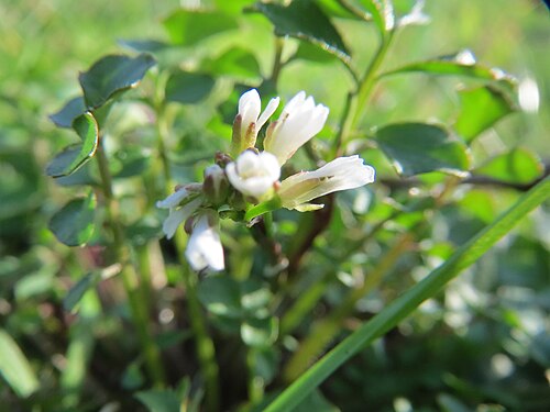 Hairy bittercress: Behaartes Schaumkraut ( Cardamine hirsuta ) im Bürgerpark Saarbrücken
