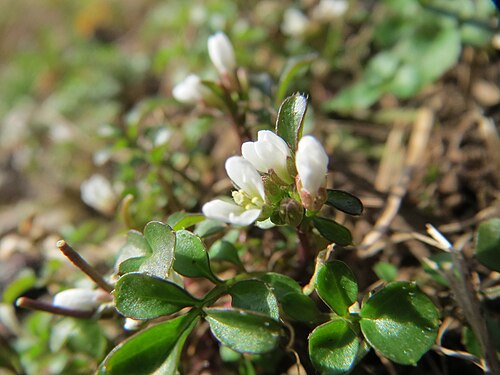 Hairy bittercress: Behaartes Schaumkraut ( Cardamine hirsuta ) im Bürgerpark Saarbrücken
