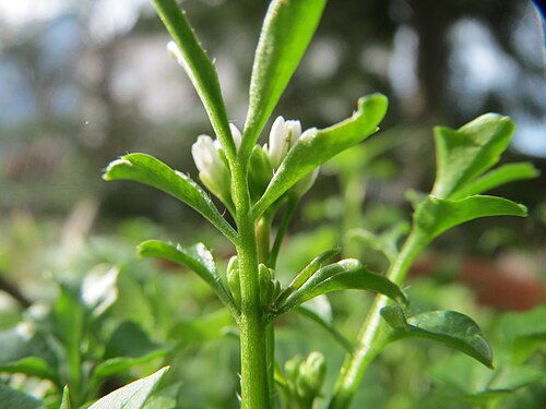Hairy bittercress: Behaartes Schaumkraut ( Cardamine hirsuta ) in Hockenheim