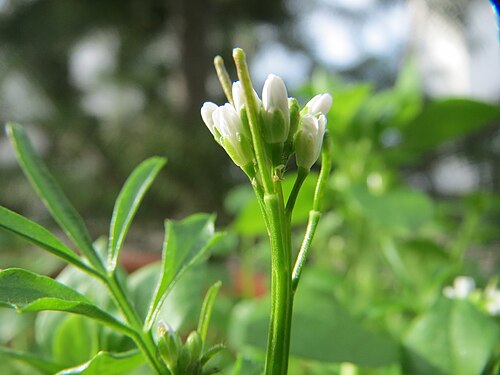 Hairy bittercress: Behaartes Schaumkraut ( Cardamine hirsuta ) in Hockenheim