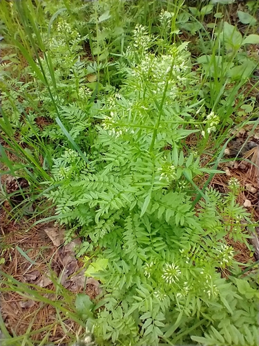 Narrowleaf bittercress (Cardamine impatiens)
