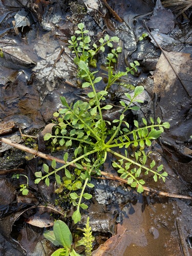 Narrowleaf bittercress (Cardamine impatiens)