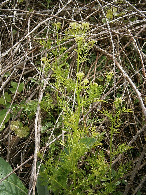Narrowleaf bittercress: Cardamine impatiens