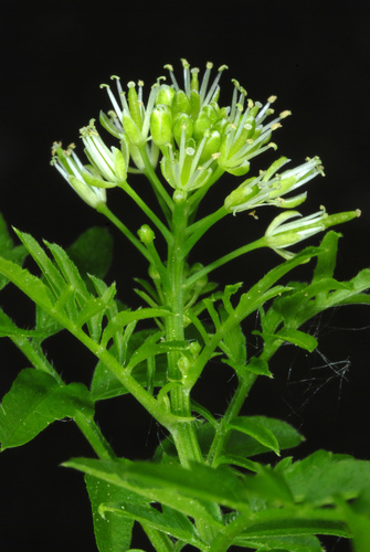 Narrowleaf bittercress (Cardamine impatiens)