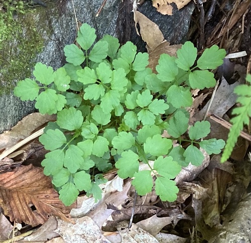 Narrowleaf bittercress (Cardamine impatiens)