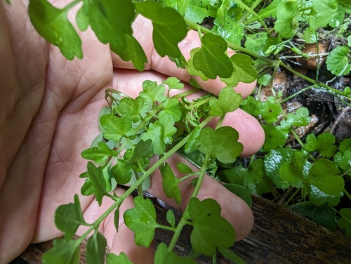 Narrowleaf bittercress (Cardamine impatiens)