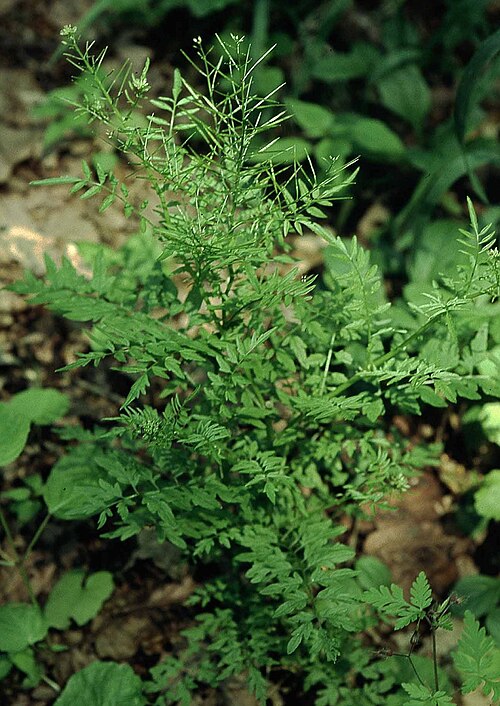 Narrowleaf bittercress (Cardamine impatiens)