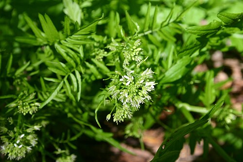 Narrowleaf bittercress: Flowers and foliage of Cardamine impatiens