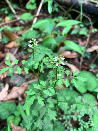 Narrowleaf bittercress (Cardamine impatiens)