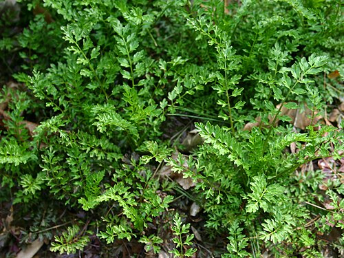 Narrowleaf bittercress: Cardamine impatiens in a garden, Eastern Pennsylvania
