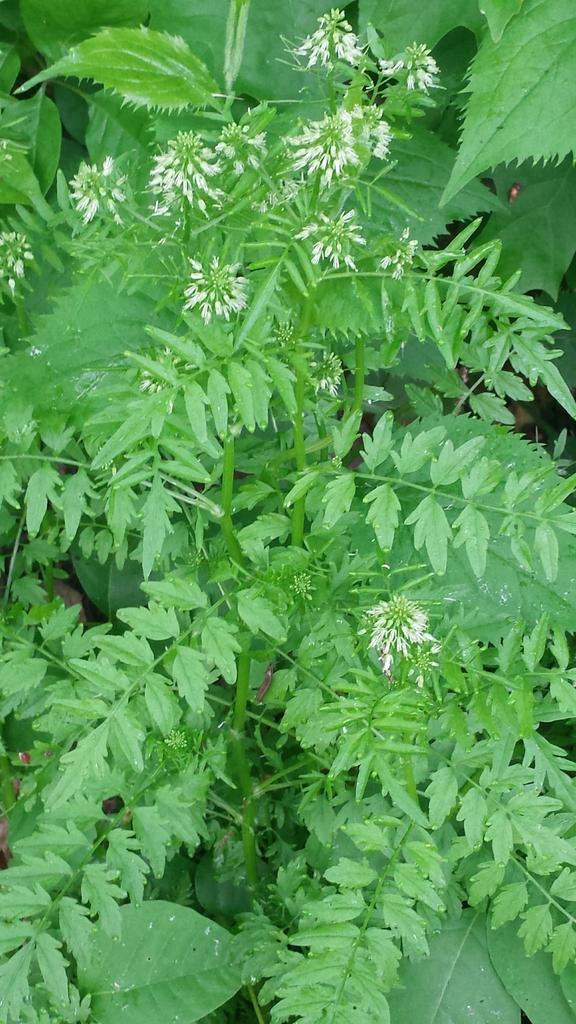 Narrowleaf bittercress (Cardamine impatiens)