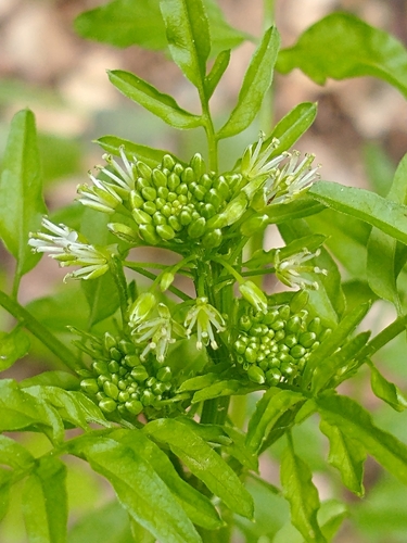 Narrowleaf bittercress (Cardamine impatiens)
