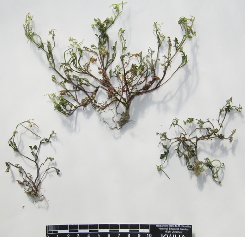 Hidden bittercress (Cardamine occulta)