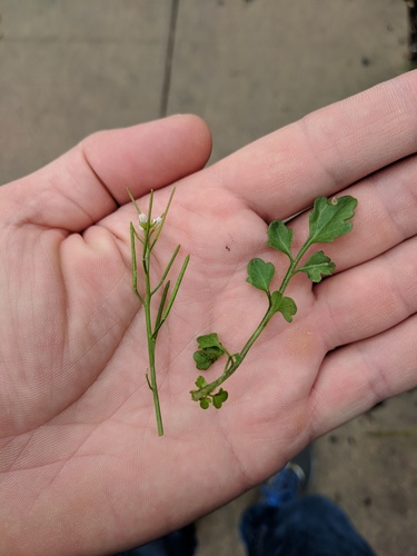 Hidden bittercress (Cardamine occulta)
