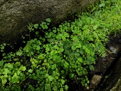 Hidden bittercress (Cardamine occulta)