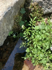 Hidden bittercress (Cardamine occulta)