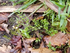 Hidden bittercress (Cardamine occulta)