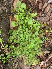 Hidden bittercress (Cardamine occulta)