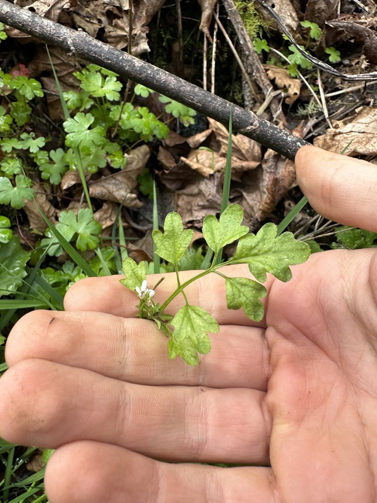 Little western bittercress (Cardamine oligosperma)
