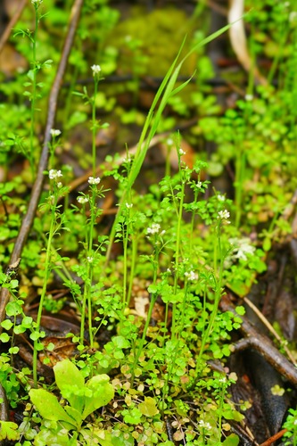 Little western bittercress (Cardamine oligosperma)
