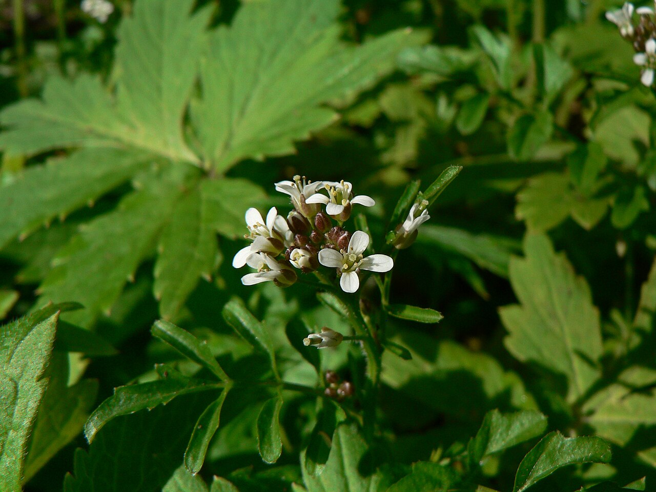 Little western bittercress: Little Western Bittercress, Siberian Bittercress, Umbellate Bittercress