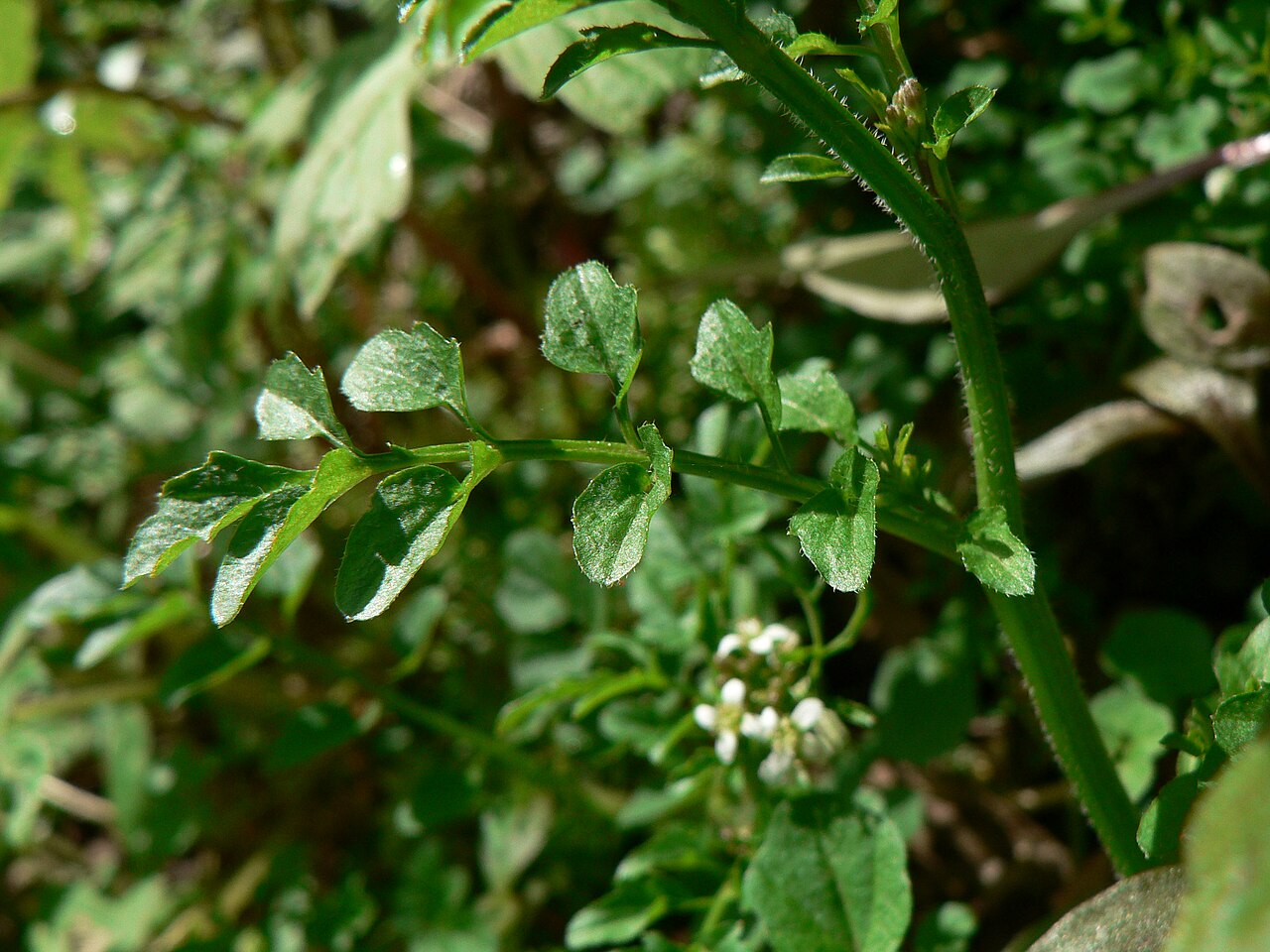 Little western bittercress: Little Western Bittercress, Siberian Bittercress, Umbellate Bittercress