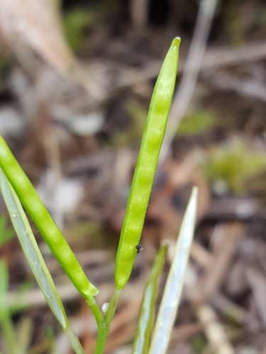 Little western bittercress (Cardamine oligosperma)
