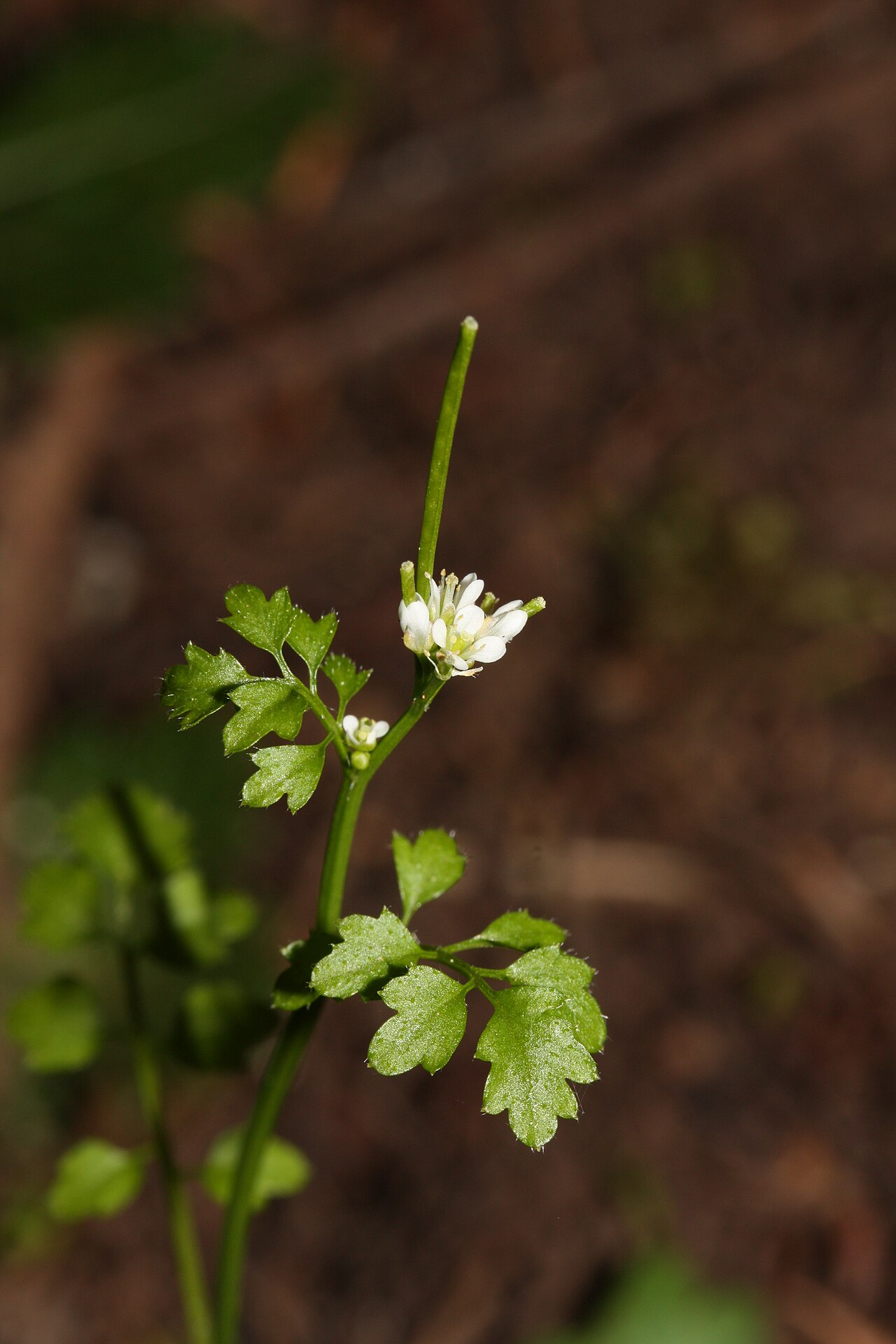 Little western bittercress: Little Western Bittercress, Siberian Bittercress, Umbellate Bittercress; auth. Nutt.; 6 stamens