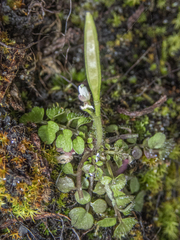 Little western bittercress (Cardamine oligosperma)