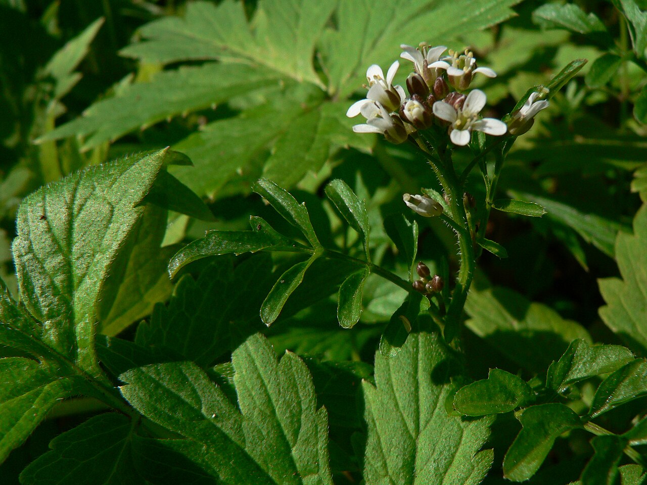 Little western bittercress: Little Western Bittercress, Siberian Bittercress, Umbellate Bittercress