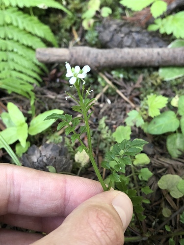 Little western bittercress (Cardamine oligosperma)