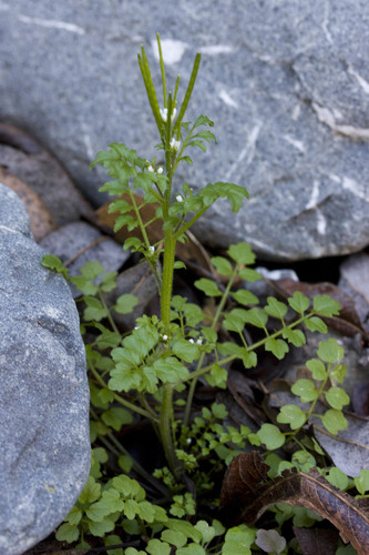 Little western bittercress (Cardamine oligosperma)