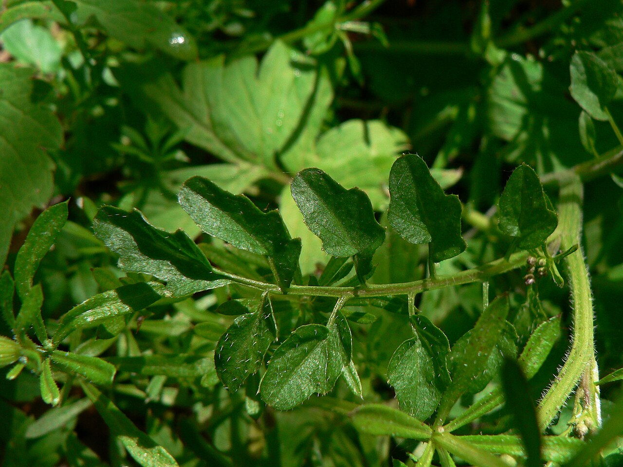 Little western bittercress: Little Western Bittercress, Siberian Bittercress, Umbellate Bittercress
