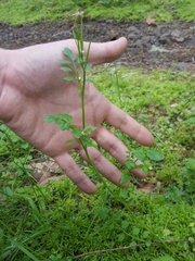 Little western bittercress (Cardamine oligosperma)