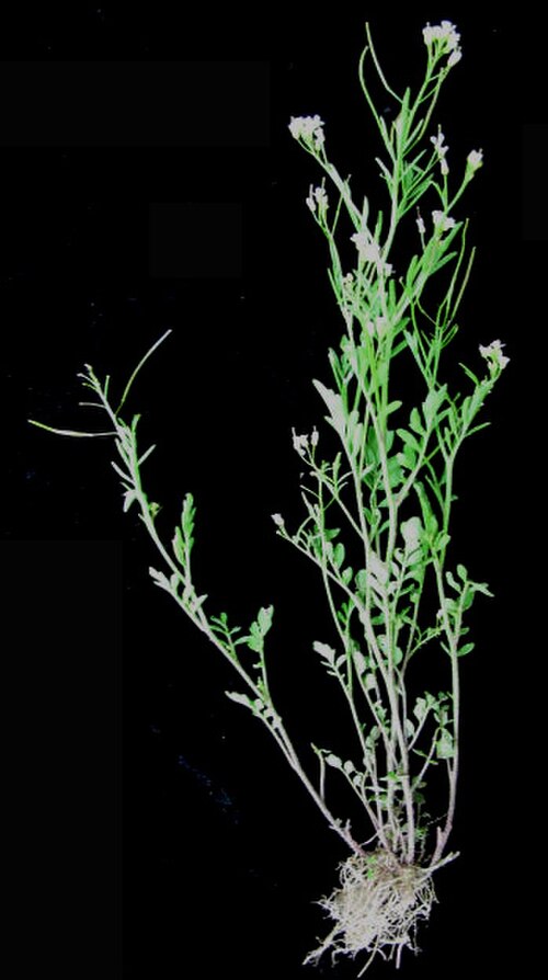 Pennsylvania bittercress: Nom français : cardamine de Pennsylvanie. Nom anglais : Pennsylvania bittercress. Plant entier (fleur (inflorescence), fruit (infrutescence), tige, feuille, rac