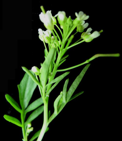 Pennsylvania bittercress: Nom français : cardamine de Pennsylvanie. Nom anglais : Pennsylvania bittercress. Tige, feuilles et inflorescence (fleurs) de cardamine de Pennsylvanie.